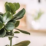 Neschtl رامسو ام زيلرتال