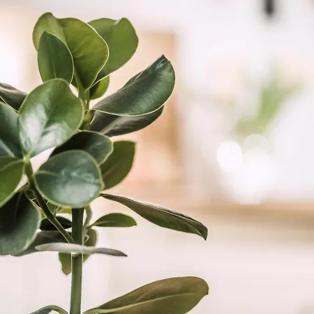 Neschtl Ramsau im Zillertal